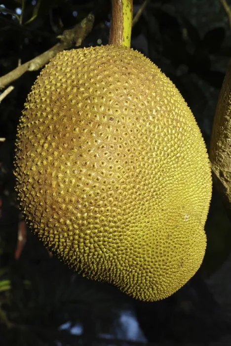 Framed Print : Ripe Jackfruit (Artocarpus heterophyllus) Framed Print : Ripe Jackfruit (Artocarpus heterophyllus)
