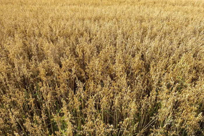 Framed Print : Ripe oat field swaying gently in the breeze Framed Print : Ripe oat field swaying gently in the breeze