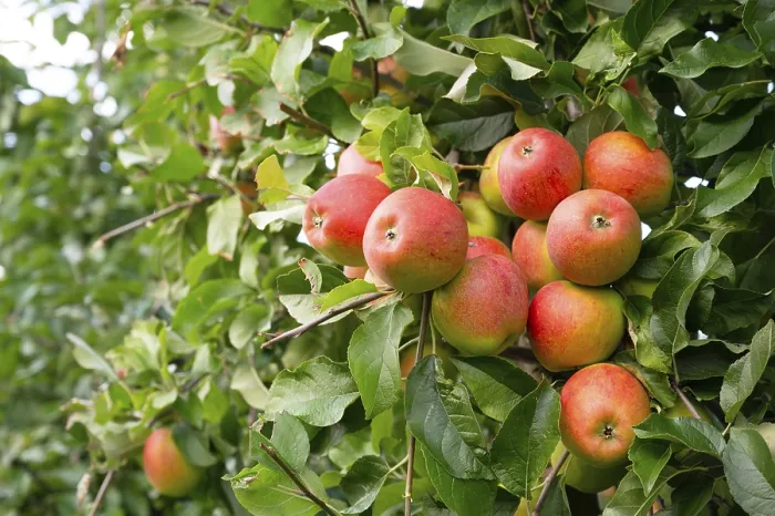 Framed Print : Ripe red apples growing on the tree