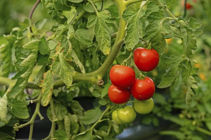 Framed Print : Ripe, red tomatoes in a bed in a garden Framed Print : Ripe, red tomatoes in a bed in a garden