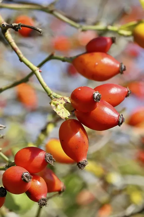 Framed Print : Ripe rosehip fruit of the dog rose (Rosa canina) on a branch