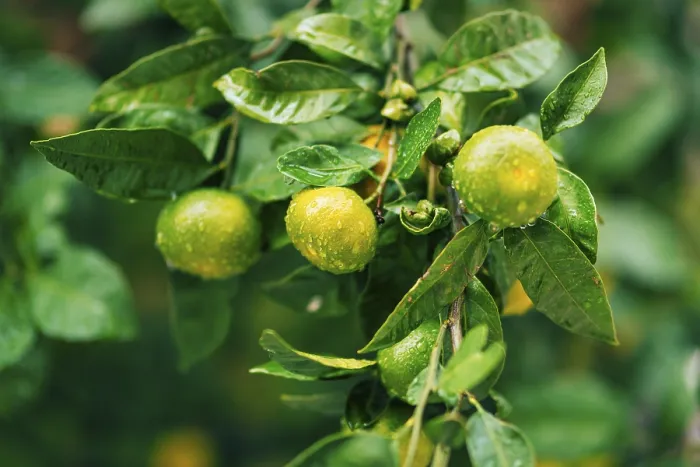 Framed Print : Ripening on the tree a tangerine