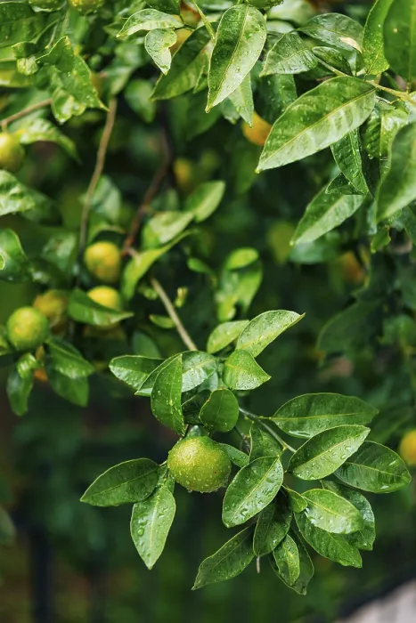 Framed Print : Ripening on the tree a tangerine Framed Print : Ripening on the tree a tangerine