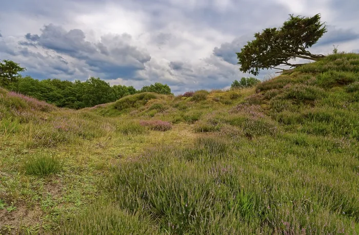 Framed Print : Ripple-crowned dune area in the Schleswig-Holstein municipality of Jorl