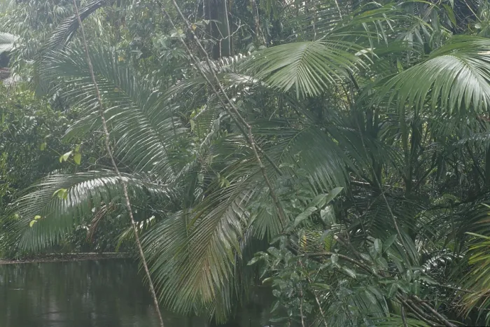 Framed Print : River in the Australian rainforest