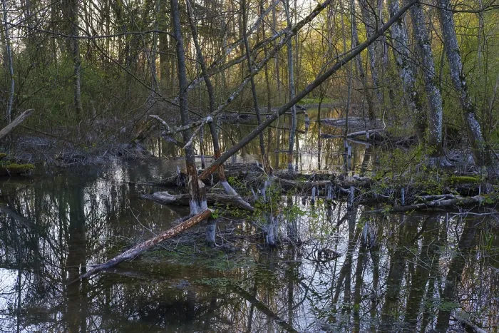 Framed Print : River floodplain, Wertach floodplains near Inningen