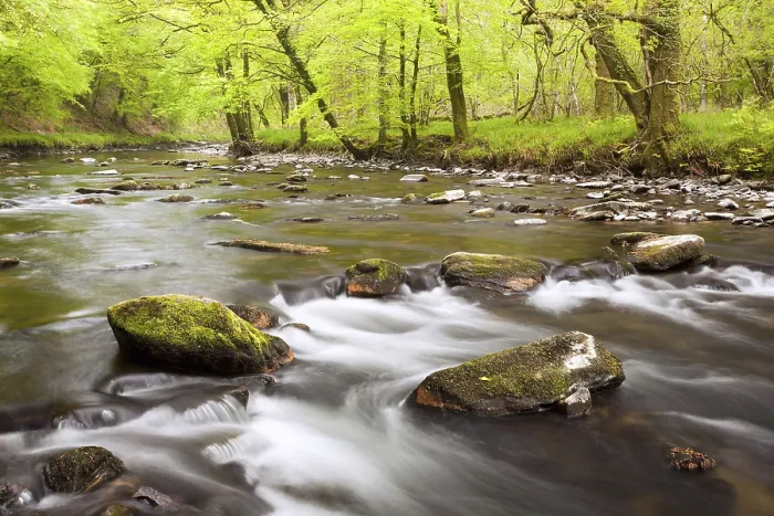 Framed Print : River flowing through ancient beech wood at dawn