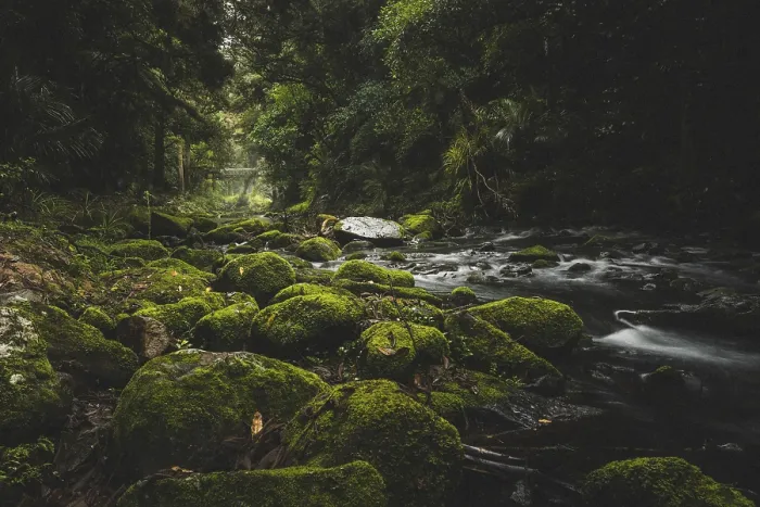 Framed Print : A river flows through a forest with moss-covered rocks and green trees