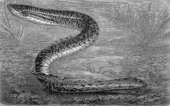 Framed Print : River lamprey, Lampetra fluviatilis Framed Print : River lamprey, Lampetra fluviatilis