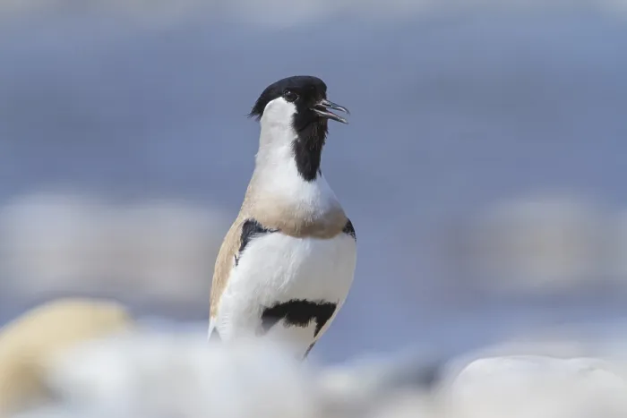 Framed Print : River Lapwing (Vanellus duvaucelii)