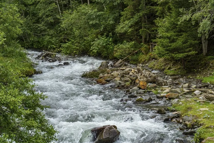 Framed Print : A river meanders through a dense forest with green vegetation