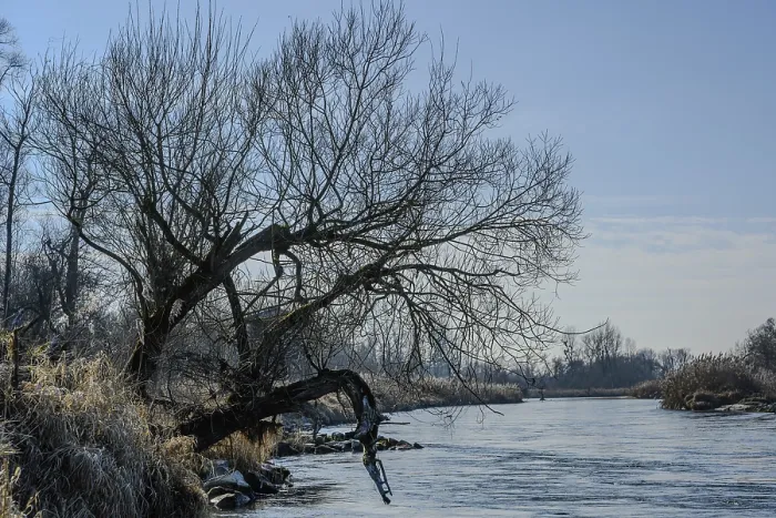 Framed Print : River with prominent tree and hanging branches against a clear sky Framed Print : River with prominent tree and hanging branches against a clear sky