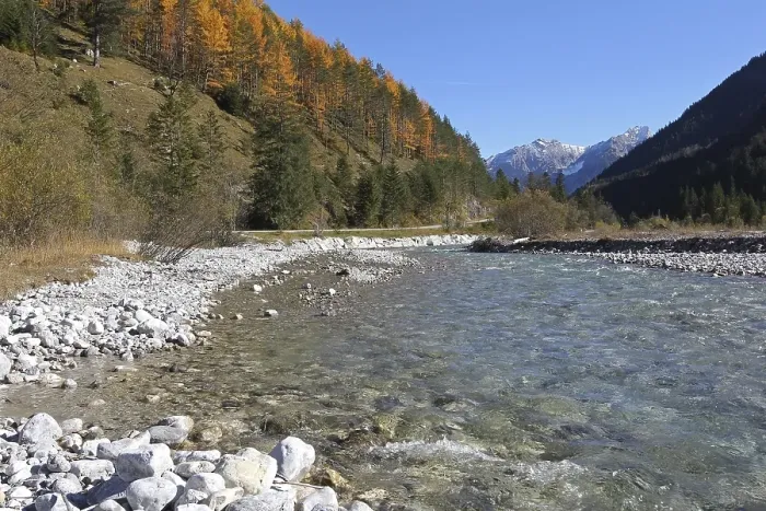 Framed Print : River Rissbach with European larches (Larix decidua) in autumn