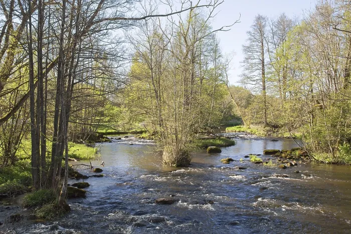 Framed Print : River running through the deciduous forest in spring Framed Print : River running through the deciduous forest in spring