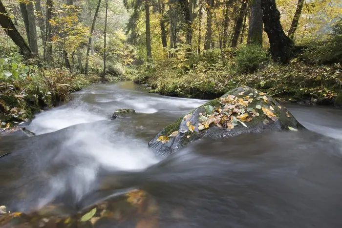 Framed Print : River Selke flowing through autumn forest Framed Print : River Selke flowing through autumn forest