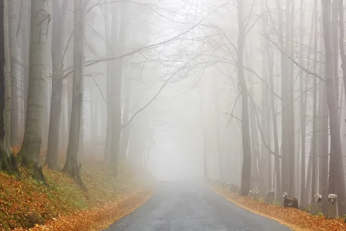 Framed Print : Road in the autumn beech forest Framed Print : Road in the autumn beech forest