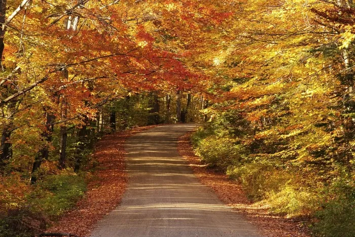 Framed Print : Road through the autumn forest Framed Print : Road through the autumn forest