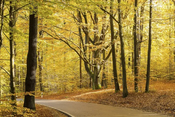 Framed Print : Road through an autumnal deciduous forest near Gross Radisch