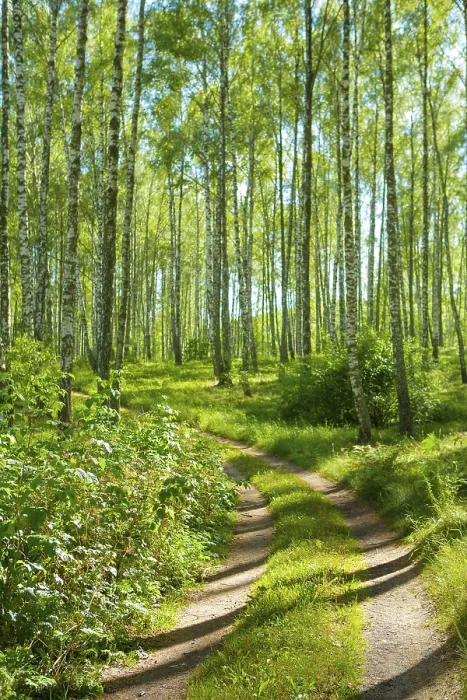 Framed Print : Road in birch forest Framed Print : Road in birch forest