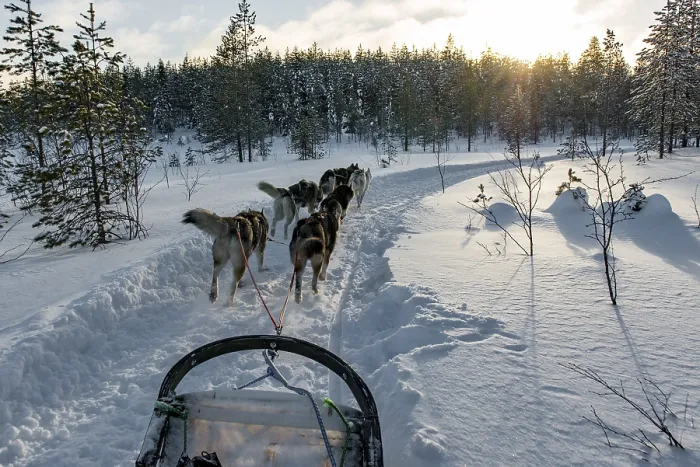 Framed Print : On the road with dog sleds in snowy landscape