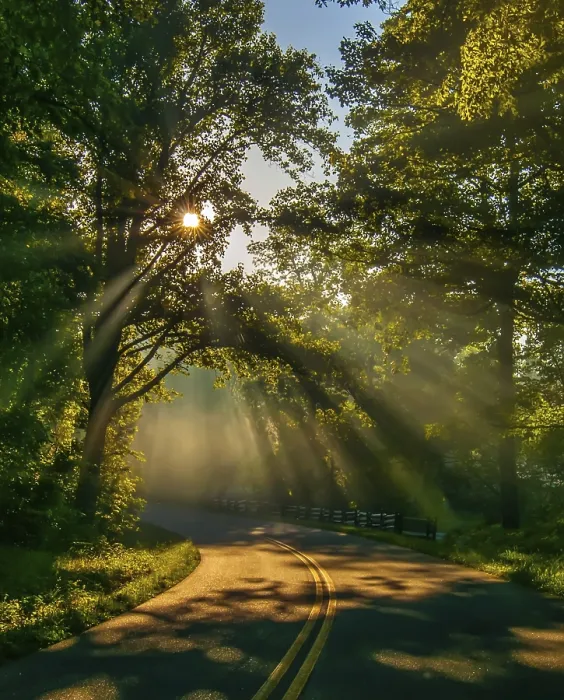 Framed Print : Road through forest with light beams and sun rays through green trees