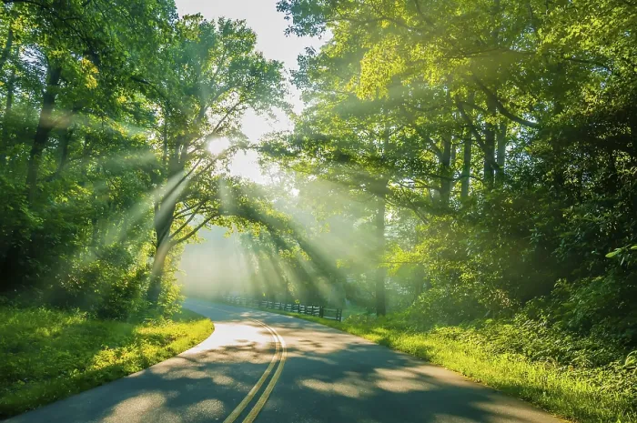 Framed Print : Road through forest with light beams and sun rays through green trees