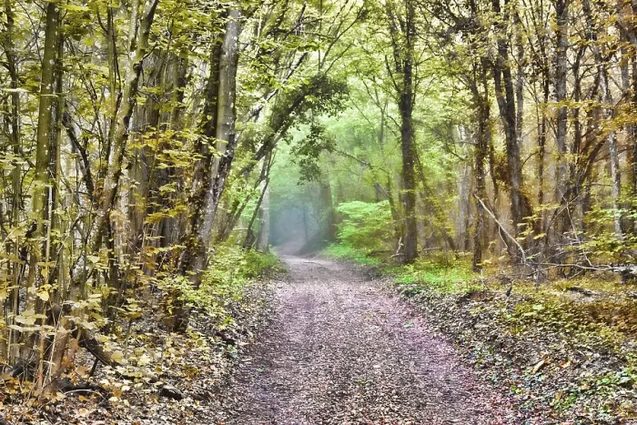 Framed Print : The road leads to the misty deciduous forest and the penetrating rays of the sun Framed Print : The road leads to the misty deciduous forest and the penetrating rays of the sun