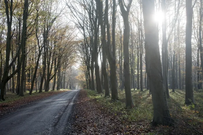 Framed Print : Road passing by brown beech tree autumn leaves through Savernake Forest Framed Print : Road passing by brown beech tree autumn leaves through Savernake Forest