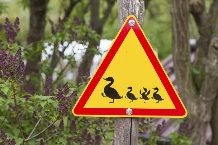 Framed Print : Road sign, Attention duck with pups Framed Print : Road sign, Attention duck with pups