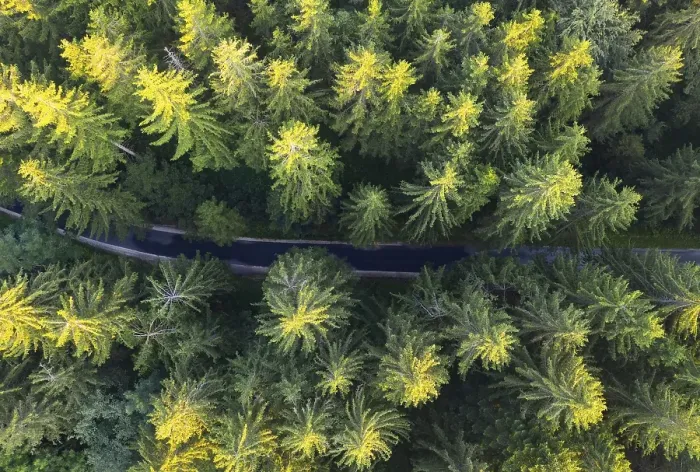 Framed Print : Road through spruce forest from above