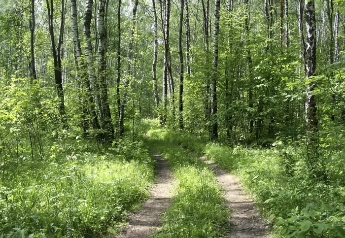 Framed Print : Road in a summer birch forest Framed Print : Road in a summer birch forest