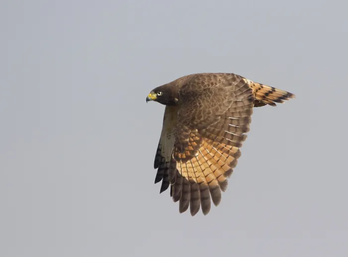 Framed Print : Roadside Hawk (Rupornis magnirostris) flying