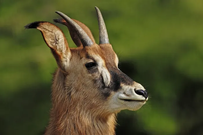Framed Print : Roan Antelope (Hippotragus equinus) Framed Print : Roan Antelope (Hippotragus equinus)