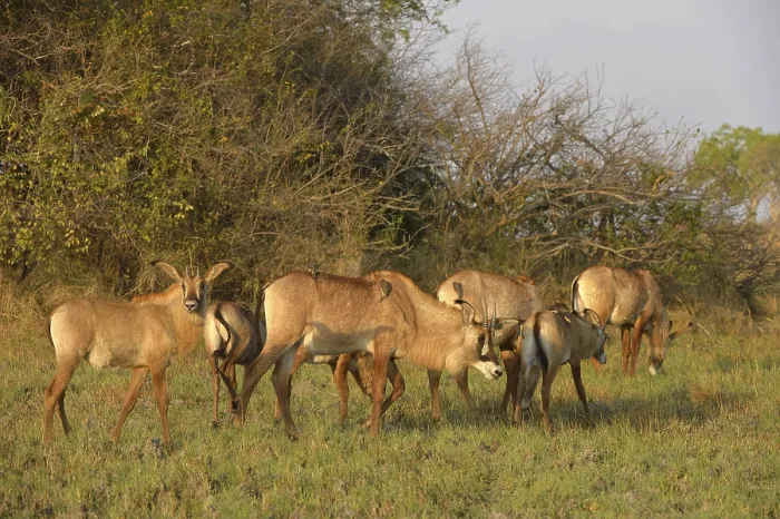 Framed Print : Roan Antelope (Hippotragus equinus) adults and calves