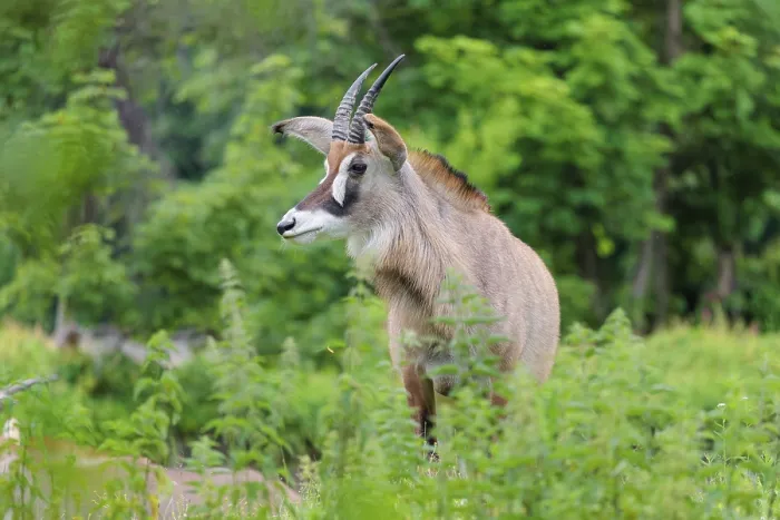 Framed Print : A roan antelope (Hippotragus equinus) stands in a green meadow with tall vegetation