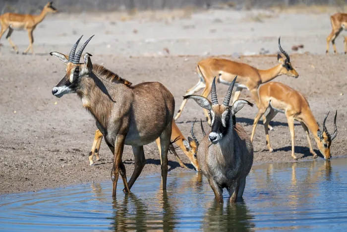 Framed Print : Roan antelope, roan antelope (Hippotragus equinus) drinking