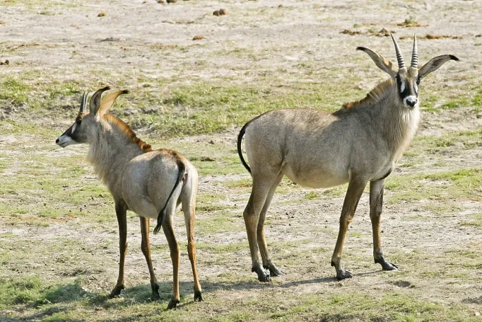 Framed Print : Two Roan Antelopes (Hippotragus equinus)