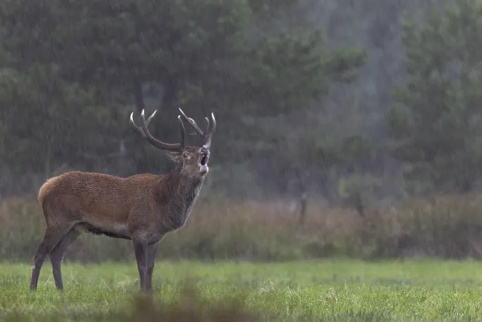 Framed Print : A roaring red deer (Cervus elaphus) in a rain shower Framed Print : A roaring red deer (Cervus elaphus) in a rain shower