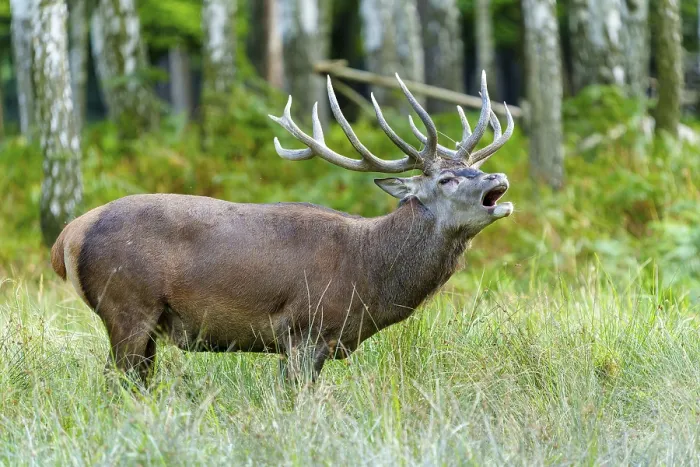 Framed Print : A roaring stag with impressive antlers in a natural environment