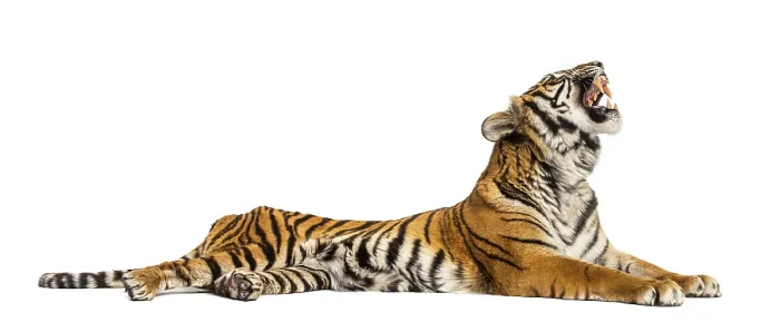 Framed Print : Roaring Tiger lying down isolated on white