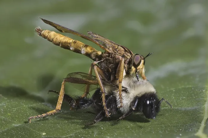 Framed Print : Robberfly Eating a Bumblee Bee