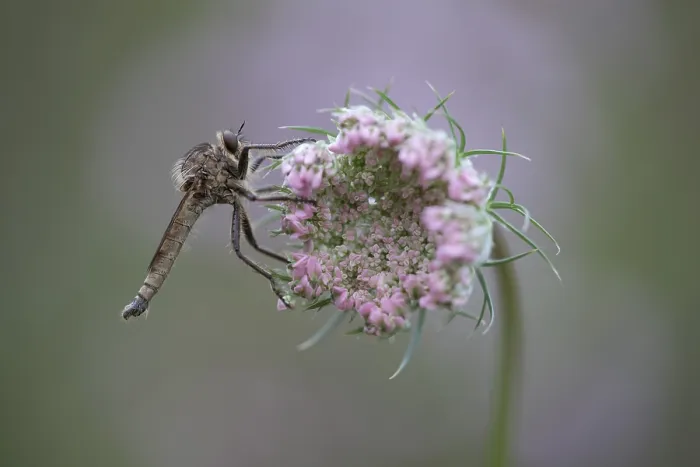 Framed Print : Robberfly (Machimus rusticus), sitting on a flower of a wild carrot Framed Print : Robberfly (Machimus rusticus), sitting on a flower of a wild carrot