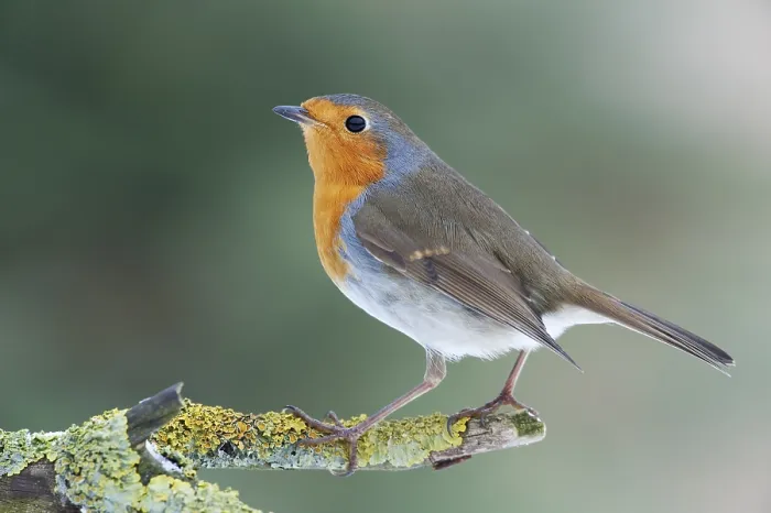 Framed Print : Robin (Erithacus rubecula) Framed Print : Robin (Erithacus rubecula)