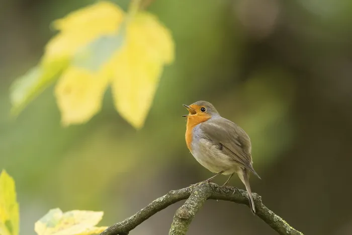 Framed Print : A robin (Erithacus rubecula) calls on a tree branch against a backdrop of yellow autumn leaves