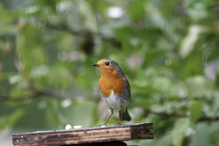 Framed Print : Robin (Erithacus rubecula), color Framed Print : Robin (Erithacus rubecula), color