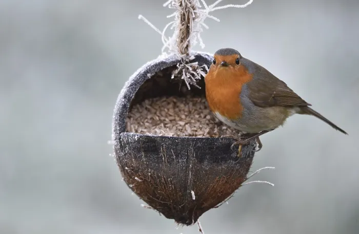 Framed Print : Robin, (Erithacus rubecula) eats sunflower seeds from a coconut in frosty weather