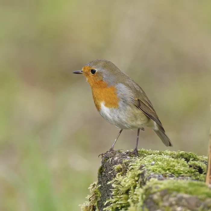 Framed Print : Robin (Erithacus rubecula), on mossy ground in the garden Framed Print : Robin (Erithacus rubecula), on mossy ground in the garden