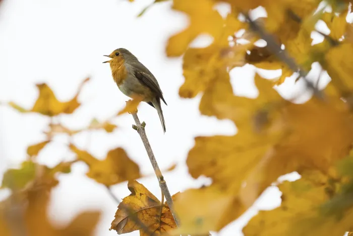 Framed Print : A robin (Erithacus rubecula) sings on a branch between glowing autumn leaves in warm light