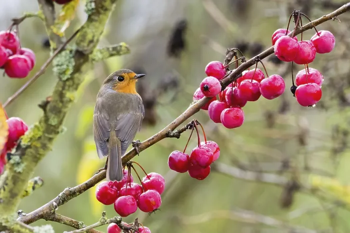 Framed Print : A robin (Erithacus rubecula) sits on a branch laden with red berries