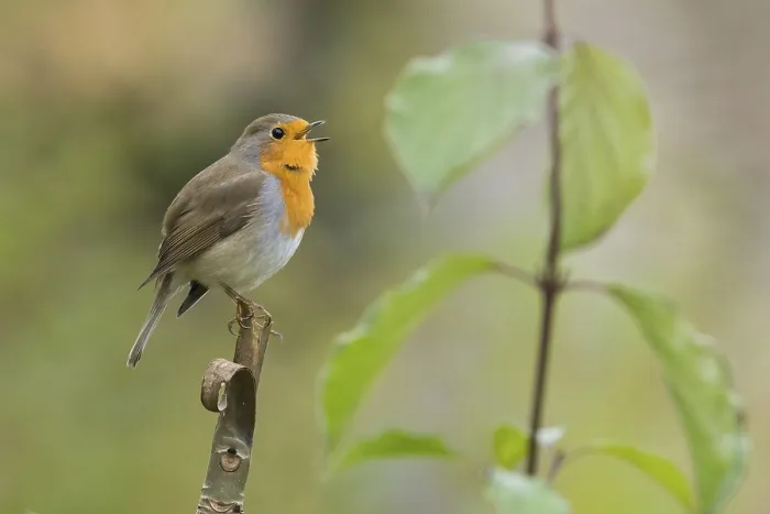 Framed Print : A robin (Erithacus rubecula) sits on a branch and sings surrounded by green leaves in an autumnal atmosphere Framed Print : A robin (Erithacus rubecula) sits on a branch and sings surrounded by green leaves in an autumnal atmosphere
